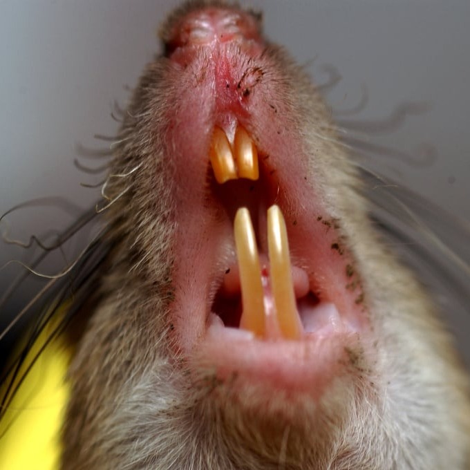 Дератизация крыс в Калининграде?